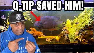 HOW I SAVED MY AQUARIUM FISH WITH A Q-TIP!