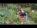 Full video part 7. Gardening and welcoming girls to buy vegetables. Robert | Green forest life