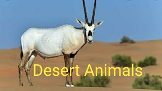 Desert Animals and plants/life in the desert/Camel-ship of the desert/caravan/Arabian oryx/ghaf tree