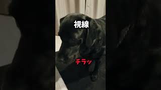 [デコボココンビ】楽しい時間が、チビ兄にまた奪われる。＃shorts＃大型犬＃小型犬＃大きな妹 #可愛い