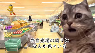 値引き弁当狙いで行ったスーパーでの出来事 #猫ミーム #猫マニ