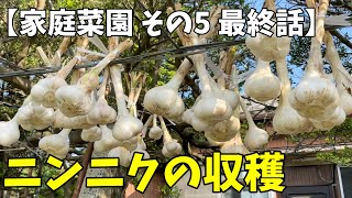 【ニンニクの収穫】にんにくの収穫から乾燥まで 【家庭菜園 その5 最終話】