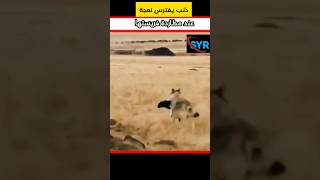 راعي الأغنام يطار ذئب استطاد نعجة من القطيع ‼️ #shorts #short