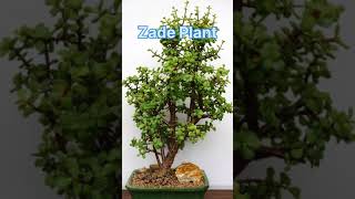 Top 10 Lucky Plants For Home 2022 #Shorts #dreamfulworld
