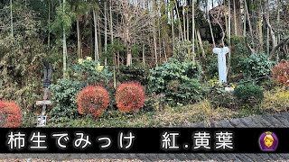 小田急線柿生駅周辺で見つけた紅葉