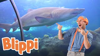 Blippi Visits an Aquarium (The Florida Aquarium) | 1 HOUR OF BLIPPI | Educational Videos For Kids