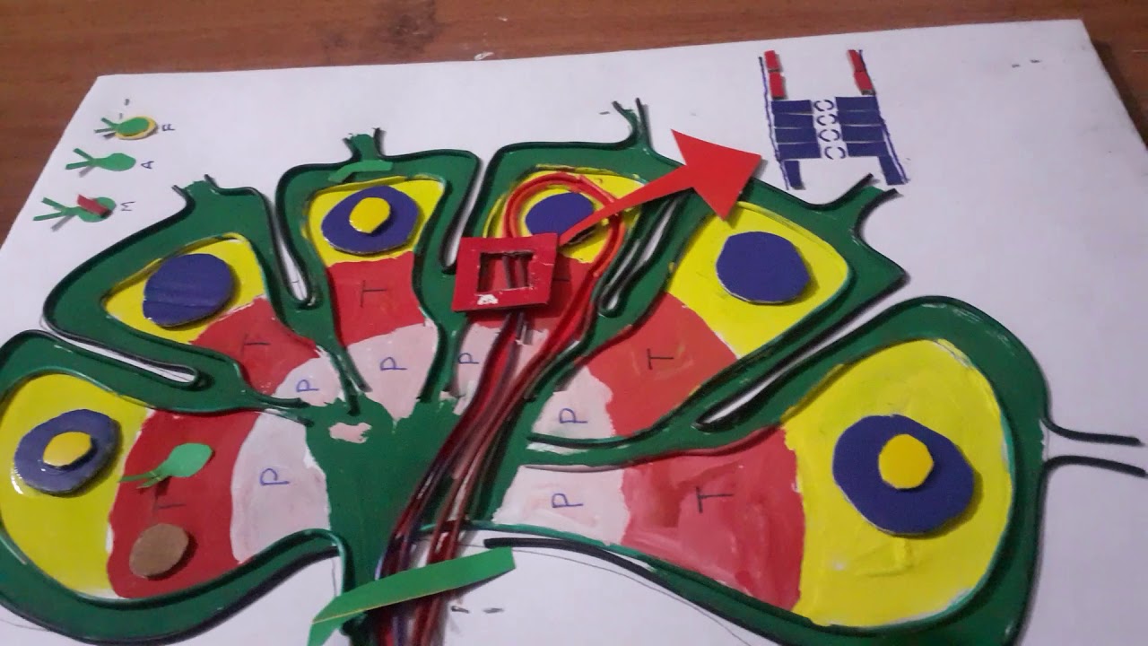 Lymphnode Histology Youtube