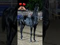 black horse kerala horse fans stallion upcoming champion