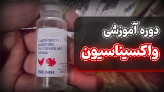 معرفی دوره آموزشی واکسیناسیون در مرغ گوشتی