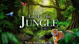 Jungle Wildlife 4K - Animals That Call The Jungle Home | Rainforest | Scenic Relaxation Film