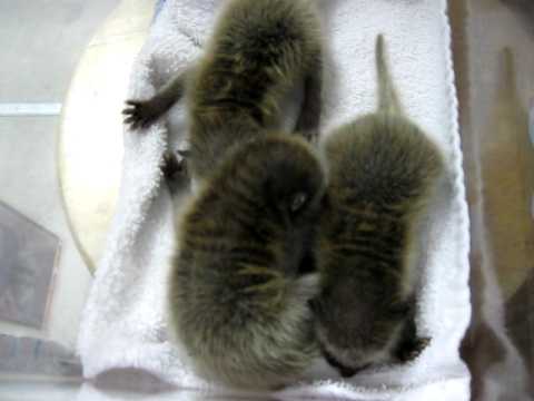 sad baby Raccoons sad baby Raccoons
