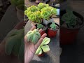 Succulent tips | Vuonsenda #shorts