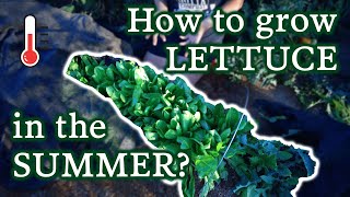 4 Tips For How You Can Grow Perfect Lettuce Even In The Summer