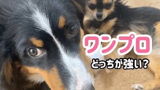 【多頭飼いの日常】バーニーズパピーとチワワのワンプロ　どっちが強い？