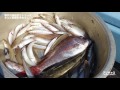 キスとタイを釣る！（船釣り）