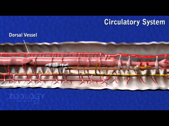 Earthworm Activity Sheets-closed Circulatory System