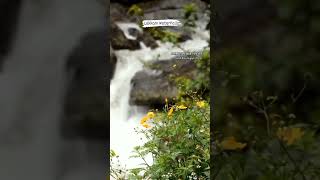 Lakkam Falls || WaterFalls in Kerala || Water Falls in India ||.     #KeralaFalls