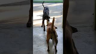 1yr Doberman \u0026 2yrs Kombai tug war