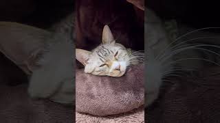 眠そうな猫におはようって言ったらこうなる