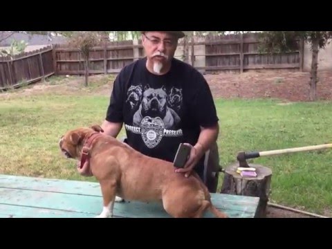 Help Remove Your Dog's Winter Coat Help Remove Your Dog's Winter Coat
