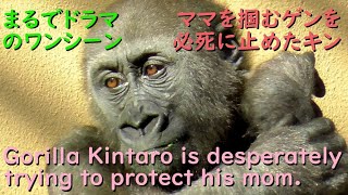 キンタロウ、必死にママを守る！ゲンキを掴むゲンタロウの前に立ちふさがって、ママを助けたチビニシゴリラ♪【京都市動物園 2022/1/8公開】