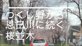 つくし野から恩田川の桜並木