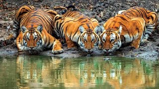 Bandipur Tiger Reserve And National Park, || ബന്ദിപ്പൂർ,Bandipur national park