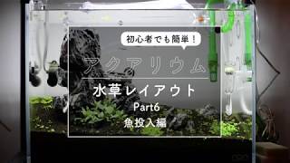 【アクアリウム立ち上げ】小型水槽で水草レイアウトをやってみようpart6