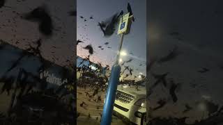 Insane Amount of Crows Takeover Parking Lot!