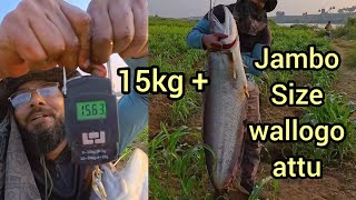 big monster wallago attu catfish hunting today || monster size patan fish #fishhunt #fishing #fish