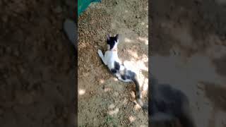 വിശന്നിട്ട്  കണ്ണ് കാണാൻ വയ്യ #funny #cat #fundub #dubbingmalayalam #animalfundub