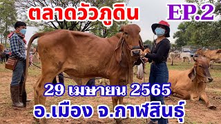 EP.2 ราคาวันนี้ 29 เม.ย. 65 ที่ตลาดวัวภูดิน อำเภอเมือง จังหวัดกาฬสินธุ์ บราห์มัน บราซิล สูงใหญ่ยาว