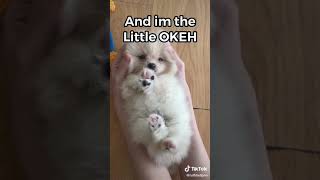The OKEH Puppy (TikTok dog trend) #shorts