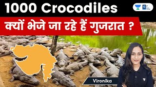 Why are 1000 crocodiles being sent to Gujarat? Vironika | Pathfinder