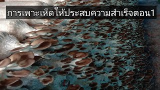 การเพาะเห็ดให้ประสบความสำเร็จตอน1