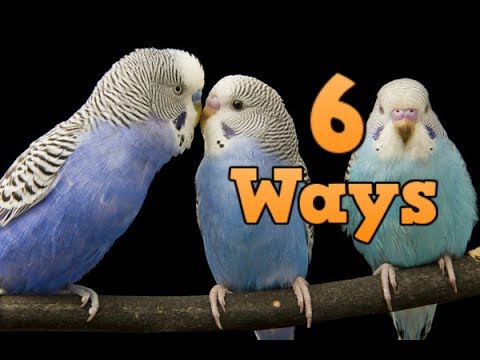 How to keep your bird happy! 6 ways to keep your budgies happy How to keep your bird happy! 6 ways to keep your budgies happy