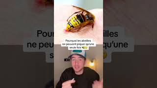 POURQUOI LES ABEILLES NE PEUVENT PIQUER QU’UNE SEULE FOIS !