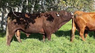 Big Red Bull TREE SCRATCH + CALF Admirer + SNIFF Cow + While BABY Calf Nurses #bull #cow #cattle