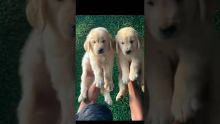 cute dogs 😍🐶 #shorts #dog #goldenretriever #viral #trending #song #puppy #doglover #viralsong