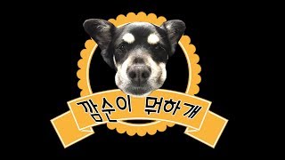 나의 그녀 깜순이 일상 공개 ,한국 똥개가 미국에서 영국까지(My pet,Gomsoon's Vlog in UK) - 레나씨의 브이로그 Rena's Vlog.