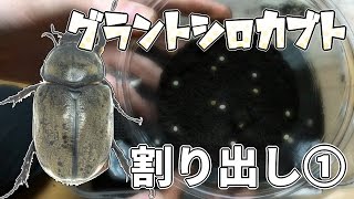 【採卵！】グラントシロカブトの割り出し Dynastes granti 【Part2：割り出し編１】