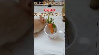 素早さレベル9999のうさぎさん。赤ちゃん時代