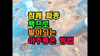 참깨 파종 백프로 발아되는 아주좋은 방법 #참깨파종