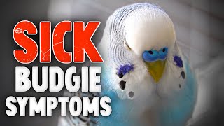 5 Common Sick Budgie Symptoms