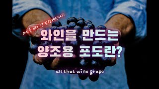 어메이징 포도알! 항산화성분이 가득한, 와인을 만드는 포도에 대해서 ★ All that wine grape!