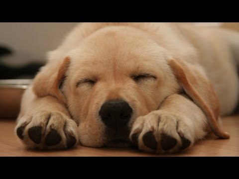 Top 10 Dog Breeds Youtube