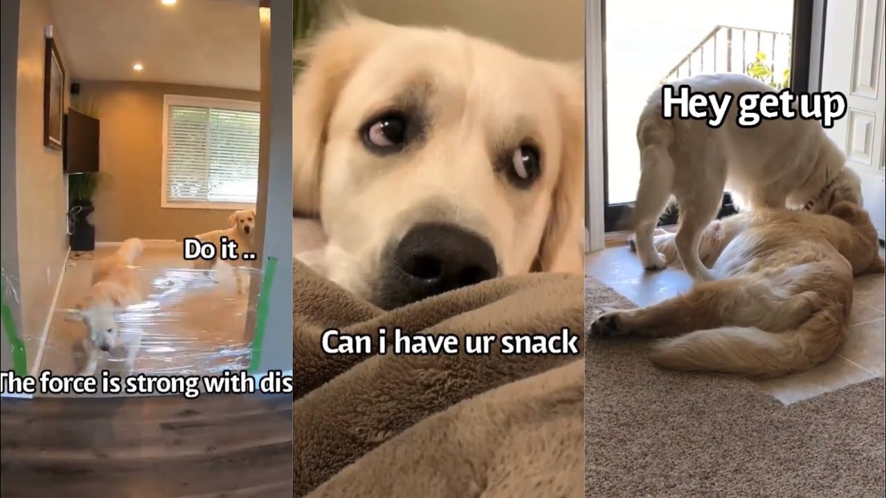 Funny Dog Compilation Youtube