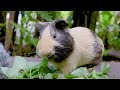 🐹 cute guinea pig eating chameleon plant asmr mukbang