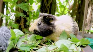 🐹 Cute Guinea Pig Eating Chameleon Plant - ASMR MUKBANG