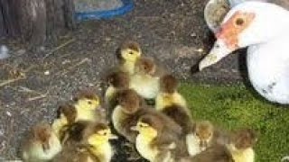 Manila vathu for sale i any one want call aee whatsApp#shorts #duck #NSN farm#viral